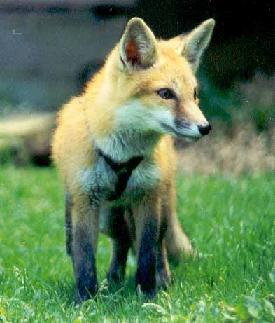 Grey Foxes Fox Wood Wildlife Rescue