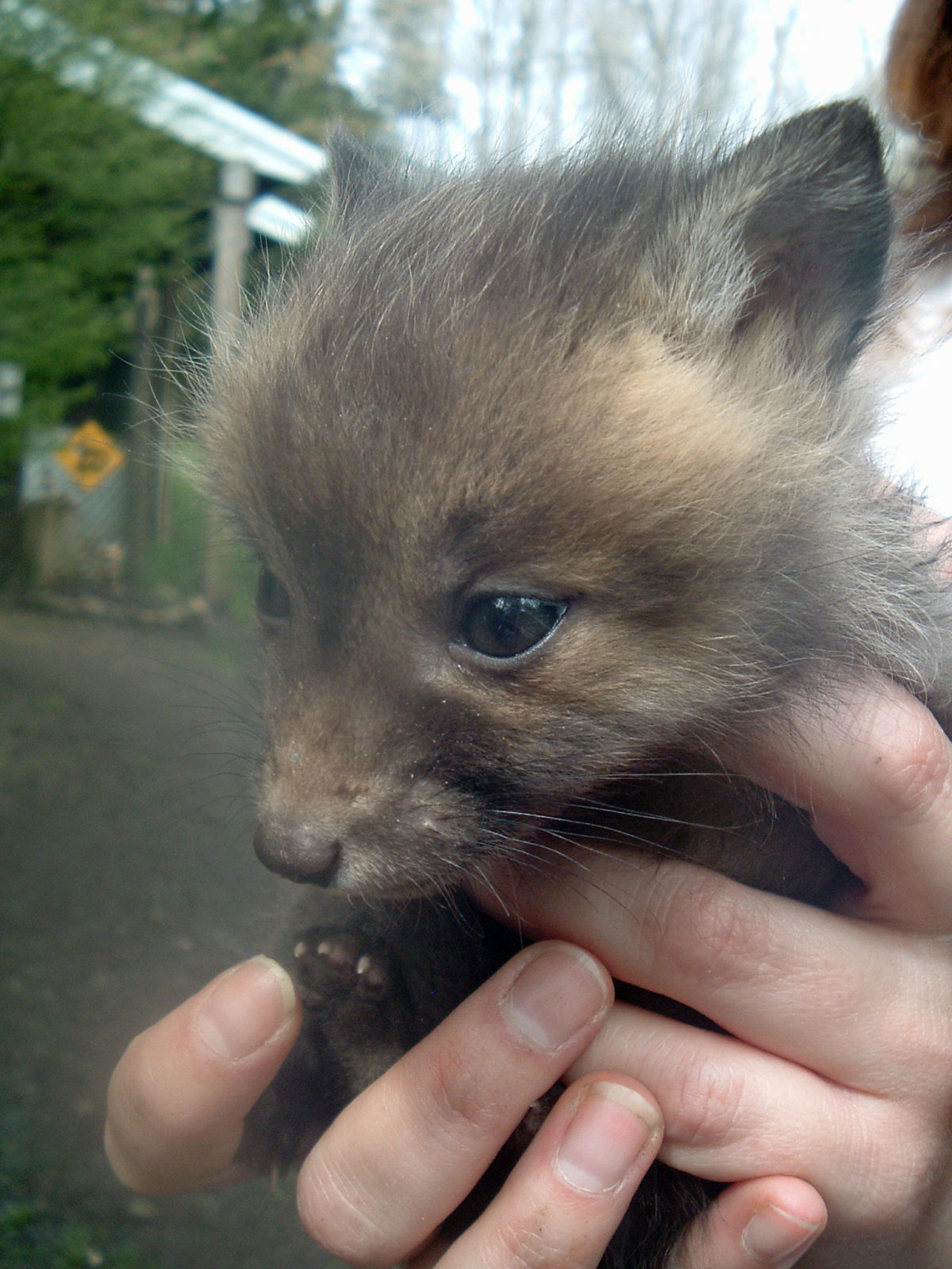 The Pups Are Here Fox Wood Wildlife Rescue