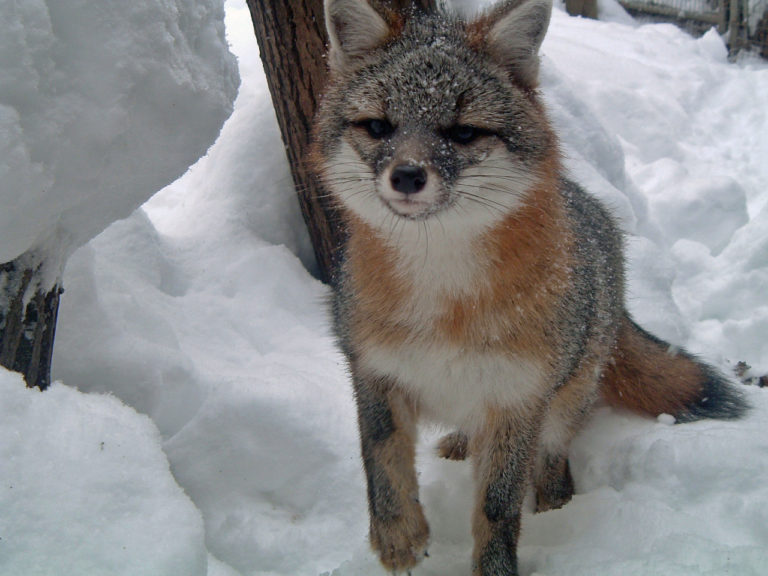 Grey Foxes – Fox Wood Wildlife Rescue