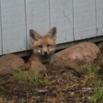 Events Fox Wood Wildlife Rescue